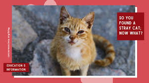 Image result for cat found