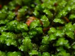 Attēlu rezultāti vaicājumam “Harpanthus scutatus”