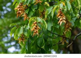 Attēlu rezultāti vaicājumam “Carpinus betulus fruit”