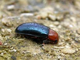 Attēlu rezultāti vaicājumam “Triplax aenea”