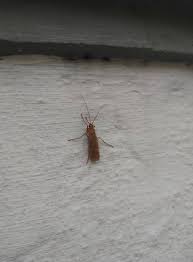 Attēlu rezultāti vaicājumam “Chaetopteryx villosa”