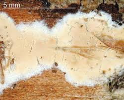 Attēlu rezultāti vaicājumam “Cylindrobasidium evolvens”