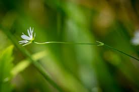 Attēlu rezultāti vaicājumam “Stellaria longifolia”