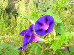 Attēlu rezultāti vaicājumam “Calystegia sepium flower”