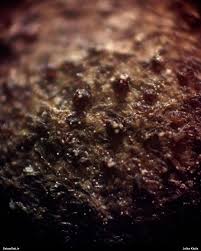 Attēlu rezultāti vaicājumam “Lycogala ustulatum macro”