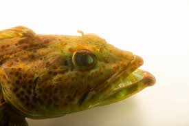 Image result for Ophiodon elongatus