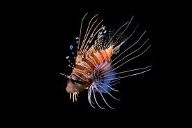 Attēlu rezultāti vaicājumam “Scorpidium scorpioides”