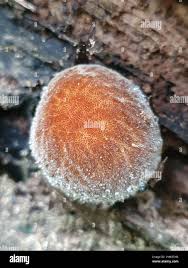 Attēlu rezultāti vaicājumam “Pluteus umbrosus”