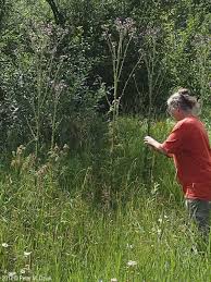 Attēlu rezultāti vaicājumam “Cirsium palustre”