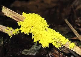 Attēlu rezultāti vaicājumam “Fuligo septica cf. septica spores”