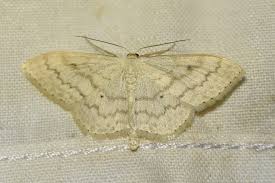 Attēlu rezultāti vaicājumam “Scopula floslactata imago”