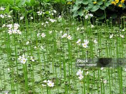 Attēlu rezultāti vaicājumam “Hottonia palustris”