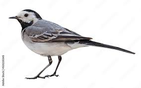 Attēlu rezultāti vaicājumam “Motacilla alba adult”