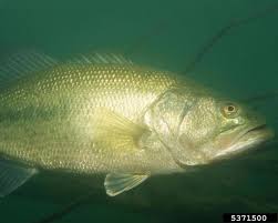 Image result for Micropterus salmoides