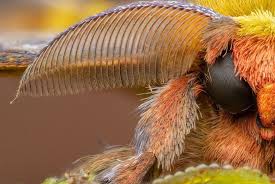 Attēlu rezultāti vaicājumam “Zygaena cocoon”