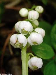 Attēlu rezultāti vaicājumam “Pyrola minor fruit”