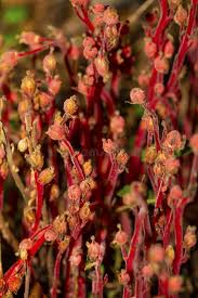 Attēlu rezultāti vaicājumam “Monotropa hypopitys fruit”
