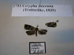 Attēlu rezultāti vaicājumam “Celypha siderana”