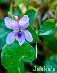 Attēlu rezultāti vaicājumam “Viola riviniana leaf”