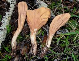 Attēlu rezultāti vaicājumam “Clavariadelphus pistillaris”