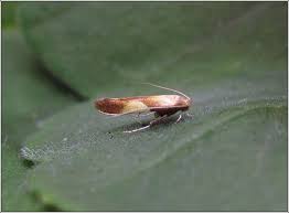 Attēlu rezultāti vaicājumam “Caloptilia alchimiella”