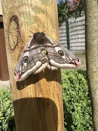 Attēlu rezultāti vaicājumam “Saturnia pavonia eggs”