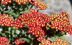 Attēlu rezultāti vaicājumam “Achillea salicifolia flower”