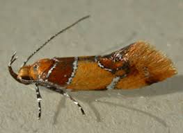 Attēlu rezultāti vaicājumam “Depressariidae”