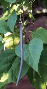 Attēlu rezultāti vaicājumam “Catalpa ovata leaf”