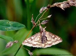 Attēlu rezultāti vaicājumam “Sitochroa verticalis”