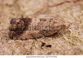 Attēlu rezultāti vaicājumam “Cydia splendana”