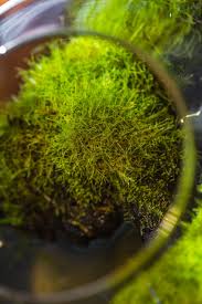 Attēlu rezultāti vaicājumam “Plagiomnium cuspidatum sporophyte”