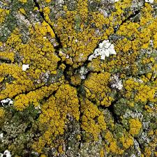 Attēlu rezultāti vaicājumam “Candelariella sp.”