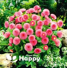 Image result for Bellis perennis