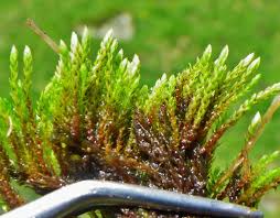 Attēlu rezultāti vaicājumam “Philonotis fontana”