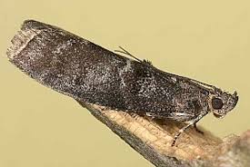 Attēlu rezultāti vaicājumam “Ortholepis betulae”