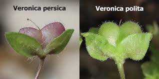 Attēlu rezultāti vaicājumam “Veronica persica fruit”