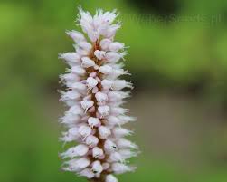 Attēlu rezultāti vaicājumam “Bistorta major leaf”