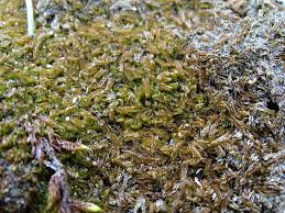 Attēlu rezultāti vaicājumam “Nardia scalaris cells”