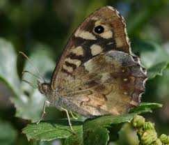 Attēlu rezultāti vaicājumam “Pararge aegeria underside”