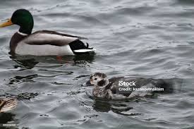 Attēlu rezultāti vaicājumam “Clangula hyemalis male”