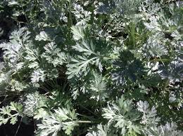 Image result for Artemisia absinthium