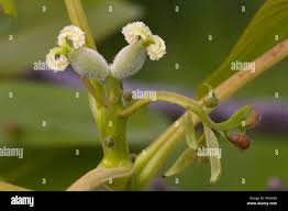 Attēlu rezultāti vaicājumam “Juglans mandshurica male flower”