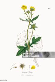 Image result for Geum urbanum