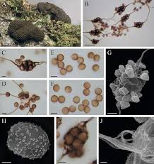 Attēlu rezultāti vaicājumam “Symphytocarpus flaccidus sessile”
