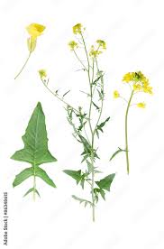 Attēlu rezultāti vaicājumam “Bunias orientalis”