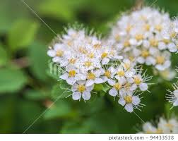 Attēlu rezultāti vaicājumam “Spiraea chamaedryfolia flower”