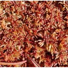 Attēlu rezultāti vaicājumam “Sphagnum warnstorfii”