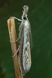 Attēlu rezultāti vaicājumam “Platytes alpinella”
