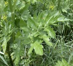 Image result for Pastinaca sativa